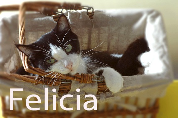 FELICIA