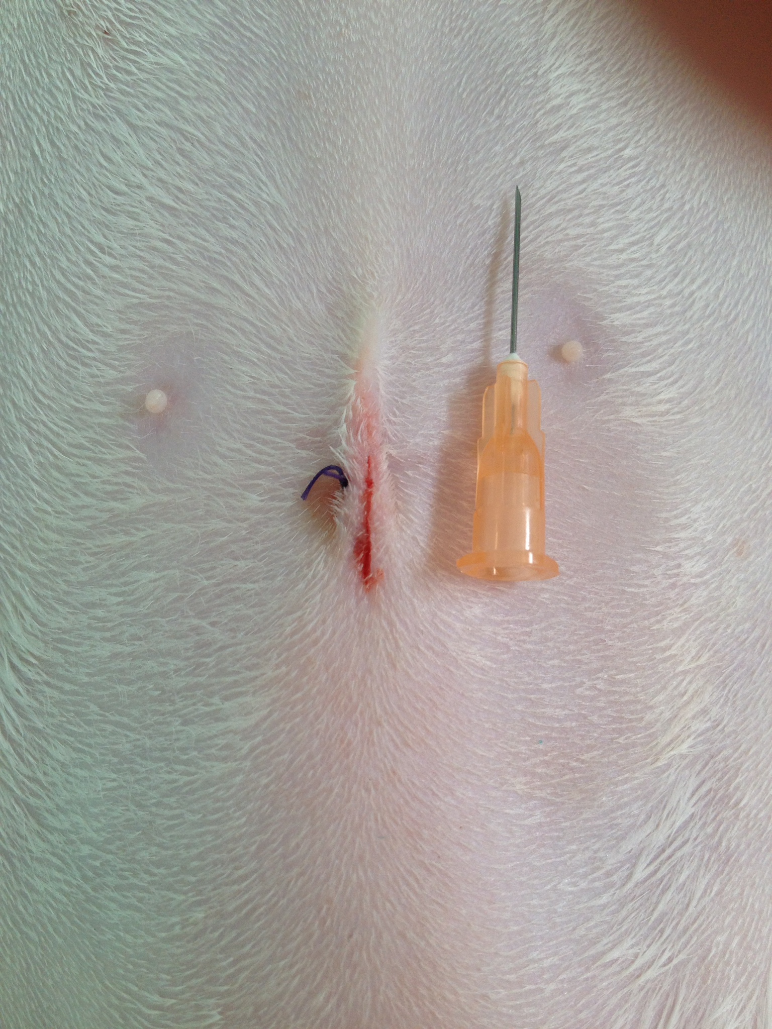 Gatto Femmina di 6 mesi, 3kg.