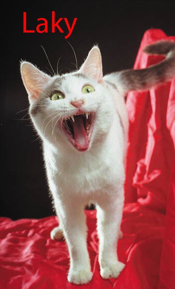 Laky